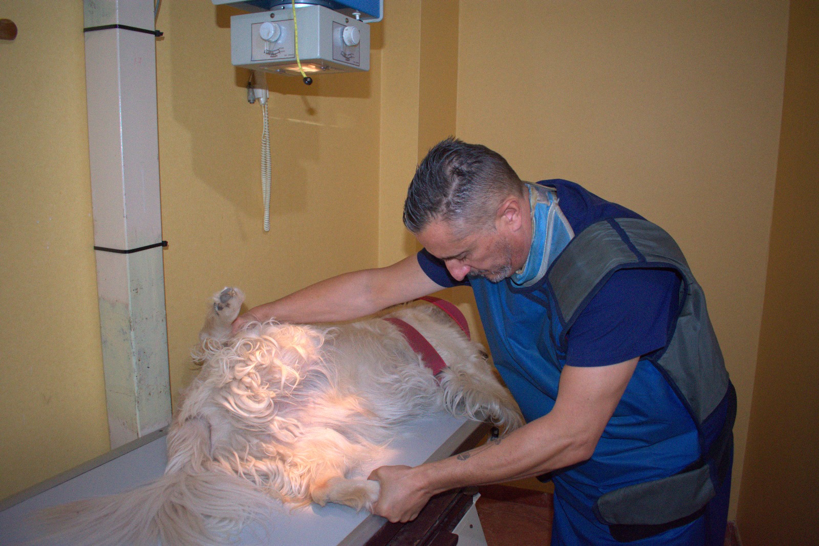 Dr. Lluís Fàbregas, veterinario titular de Centro Veterinario Chiva